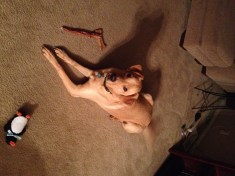 Dexter a.k.a. Jerky Dogface 