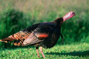 wild-turkey-1665326_1280